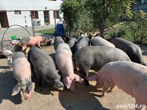 Vand porci, carcasa sau in viu  - imagine 3