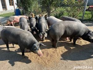 Vand porci, carcasa sau in viu  - imagine 2