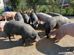 Vand porci, carcasa sau in viu  - imagine 4