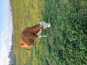 Vaca de vanzare  - imagine 2