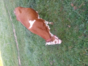 Vaca de vanzare  - imagine 3