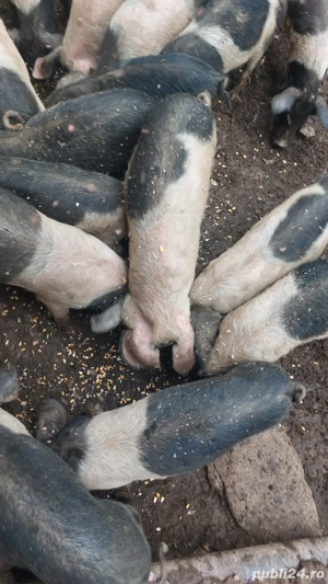 Vând purcei! - imagine 2