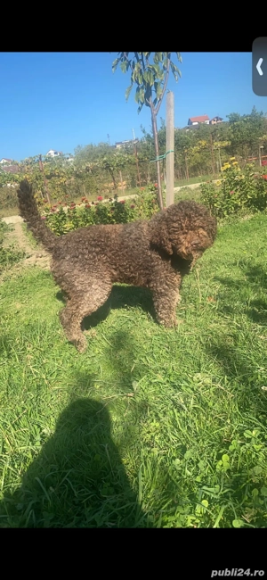 Vand Lagotto Romagnolo