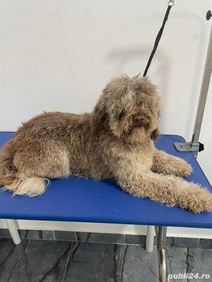 Vand Lagotto Romagnolo - imagine 2