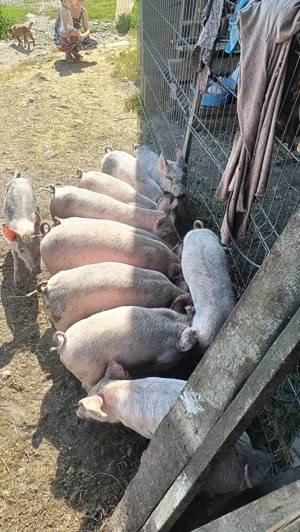 Godani hamsire cu pietrean din montă Biagen Bistrița 