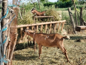 Capre și un Țap Alpin Francez  - imagine 2