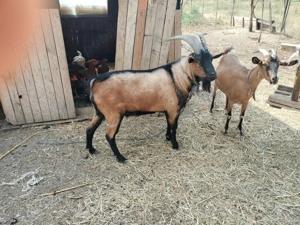 Capre și un Țap Alpin Francez  - imagine 3