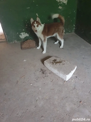 husky.      lasati mesaj in privat pe publi