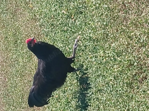 Vind cocoșii rasă Australorp Negru tineret.  - imagine 3 Vind cocoșii rasă Australorp Negru tineret.  - imagine 3