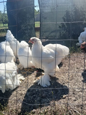 Vind cocoșii rasă Australorp Negru tineret.  - imagine 2 Vind cocoșii rasă Australorp Negru tineret.  - imagine 2