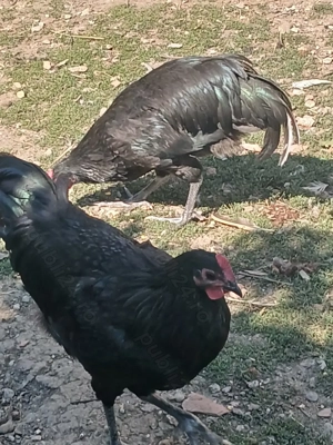 Vind cocoșii rasă Australorp Negru tineret.