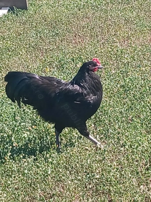Vind cocoșii rasă Australorp Negru tineret.  - imagine 4 Vind cocoșii rasă Australorp Negru tineret.  - imagine 4