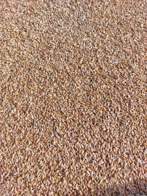 vand grau din recolta 2025