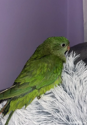 Vand papagal barabband mascul  - imagine 2