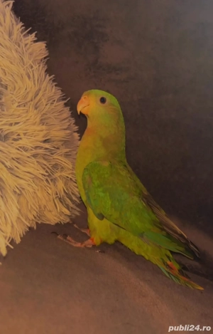 Vand papagal barabband mascul  - imagine 3