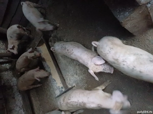 grăsuni de vînzare