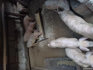 grăsuni de vînzare - imagine 3