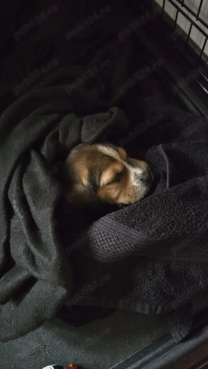 Puiuți beagle - imagine 5