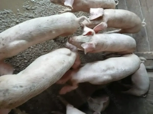 Vând suldeii20 25 kg....