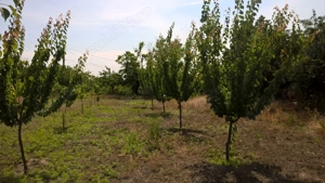 Casa batraneasca cu teren 3000 mp - imagine 8