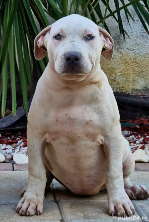 American Bully XL - imagine 4
