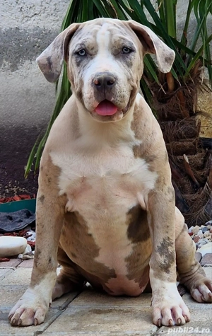 American Bully XL - imagine 2