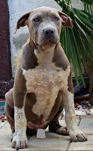 American Bully XL - imagine 3