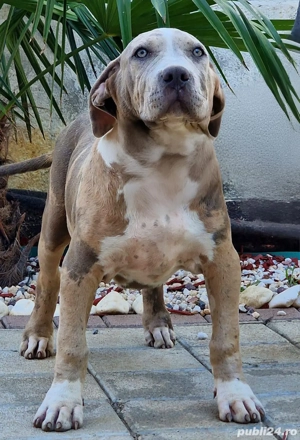 American Bully XL - imagine 5