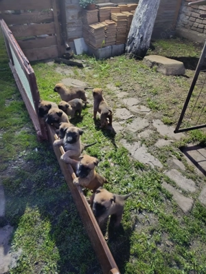 Vând pui de Ciobanesc Belgian Malinois  - imagine 2