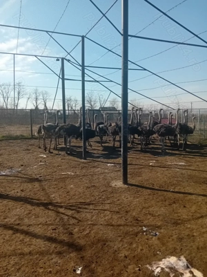 Vand struți, masculi si femele