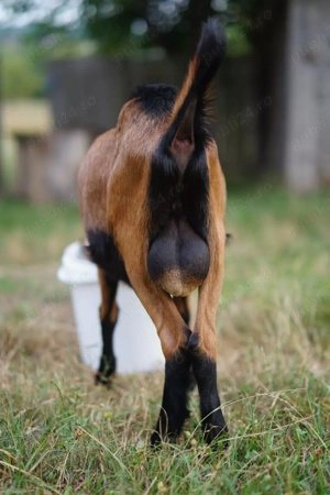 Vand tapisor rasa alpina franceza 8  luni 