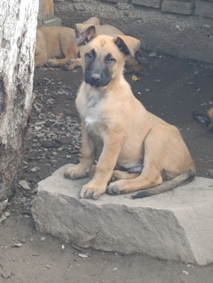 Vând pui de Ciobanesc Belgian Malinois 