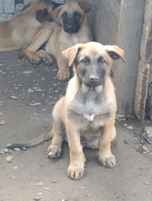 Vând pui de Ciobanesc Belgian Malinois  - imagine 4