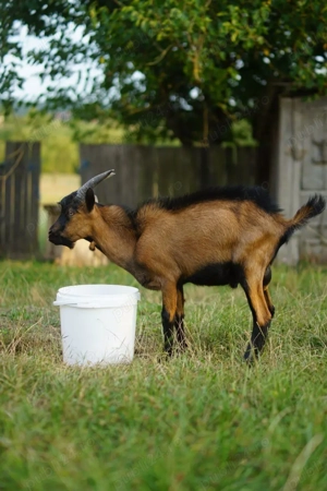 Vand tapisor rasa alpina franceza 8  luni  - imagine 2