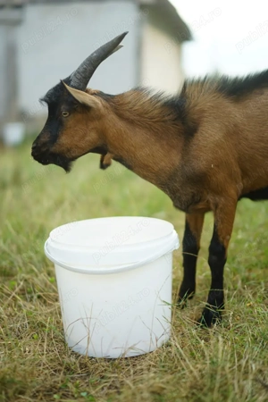 Vand tapisor rasa alpina franceza 8  luni  - imagine 3