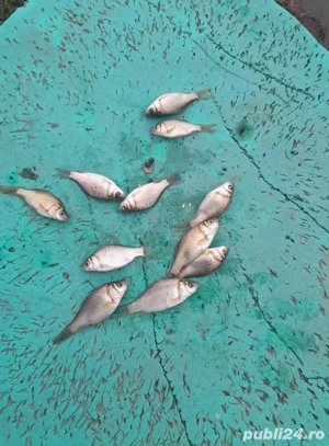 puiet caras balta proprie