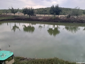 puiet caras balta proprie - imagine 5