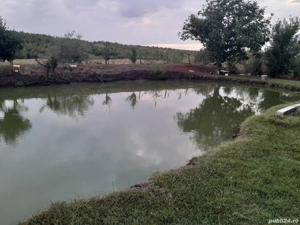 puiet caras balta proprie - imagine 3