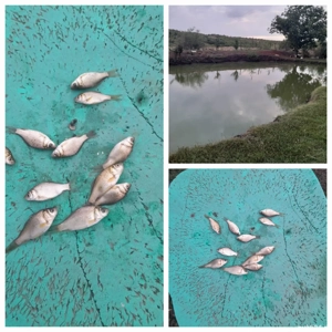 puiet caras balta proprie - imagine 4