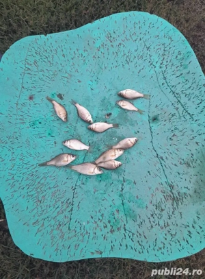 puiet caras balta proprie - imagine 2