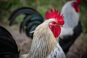 Cocos bun de samanta sau pentru ciorba