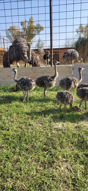 Pui de struti sănătoși 