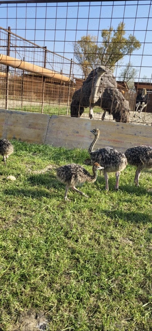 Pui de struti sănătoși  - imagine 2