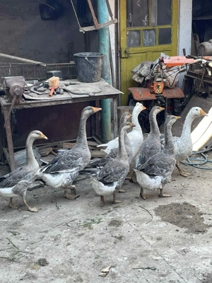 Vand Gaste cu mot de anul asta  - imagine 3