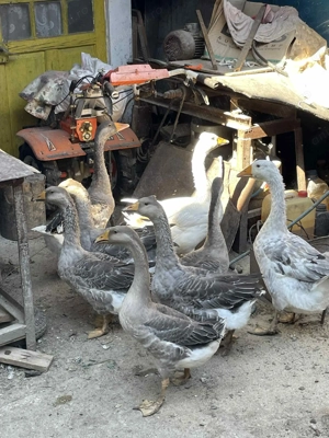 Vand Gaste cu mot de anul asta  - imagine 2