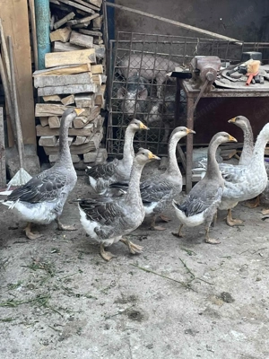 Vand Gaste cu mot de anul asta 