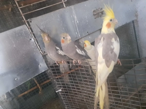  Vanzare Papagali Nimfe