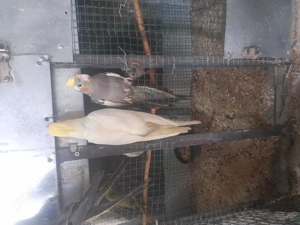  Vanzare Papagali Nimfe - imagine 2