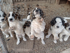 Cautam casuță! - imagine 3