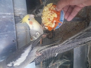  Vanzare Papagali Nimfe - imagine 4